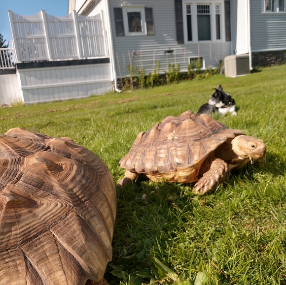 FUNDRAISER 4 RESCUE! - Picture 3 of 16